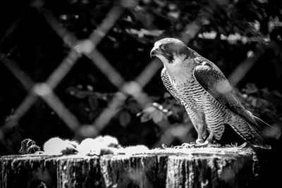 Close-up of bird perching outdoors
