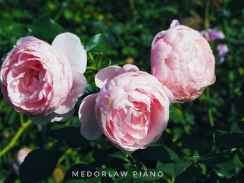 Close-up of pink roses