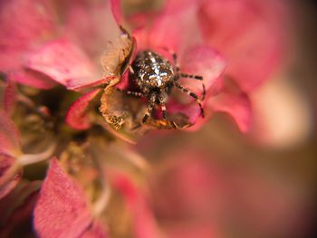 Close-up of spider on pink flower