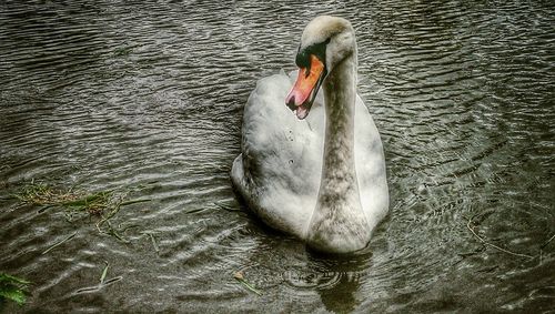 Birds in calm water