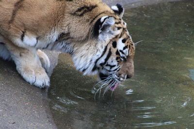 Close up of a tiger drinking water