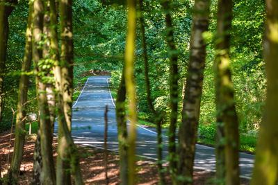 Scenic view of forest