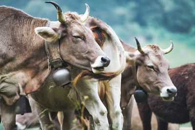 Close-up of cow