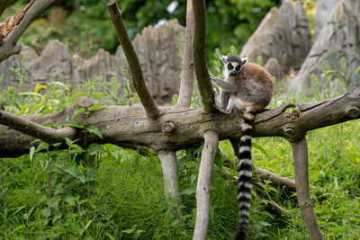 Squirrel sitting on tree trunk