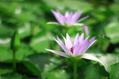 Close-up of pink lotus water lily