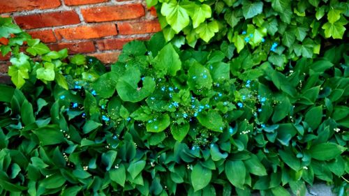 Close-up of green leaves on wall