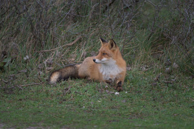 Dog relaxing on grassy field