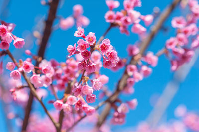 Close-up of pink flowers on branch