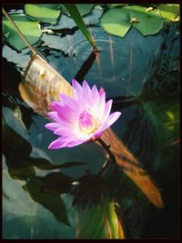 Close-up of pink water lily