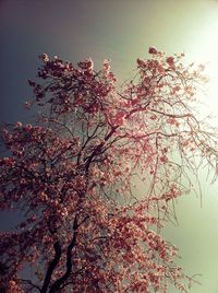 Low angle view of trees against sky
