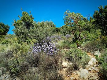 Plants growing on land against clear blue sky