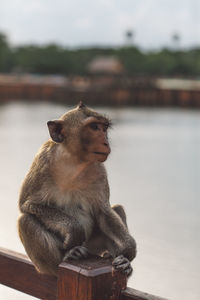 Close-up of monkey looking away sitting on water