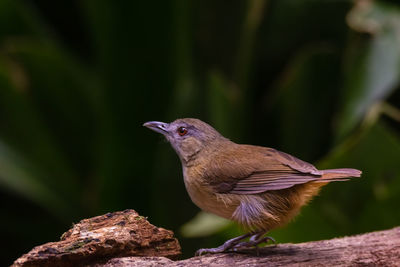 Close-up of bird perching on wood