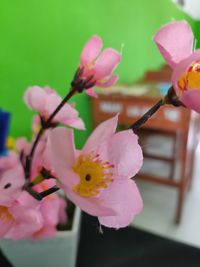 Close-up of pink orchid flowers