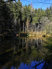 Scenic view of lake by trees in forest against sky