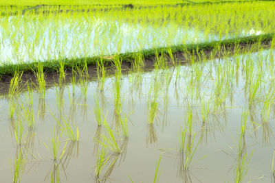 Plants growing in field by lake