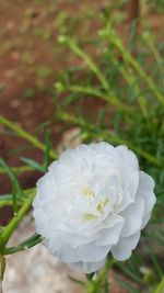 Close-up of white rose blooming outdoors