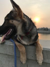 Close-up of a dog looking at sunset