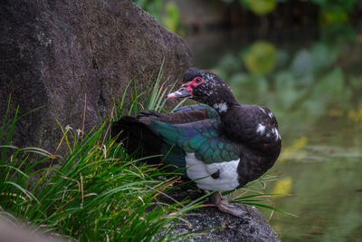 Close-up of bird perching on rock