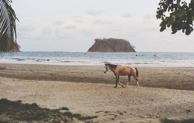 Horse standing on beach by sea against sky