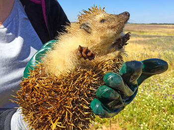 Hands holding hedgehog against in front of field