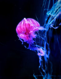 Close-up of jellyfish swimming in aquarium