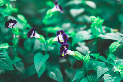 Bluewing plant known as wishbone flower or torenia, violet and purple petal blooming on green leaves
