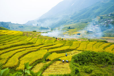 Scenic view of agricultural field