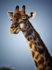 View of giraffe against clear sky