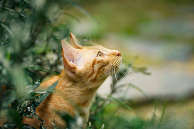 Close-up of a cat looking away