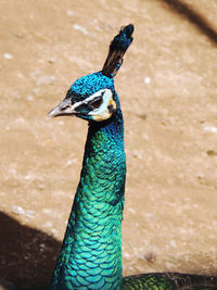 Close-up of peacock