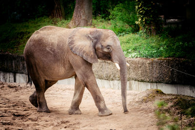 Elephant standing by trees