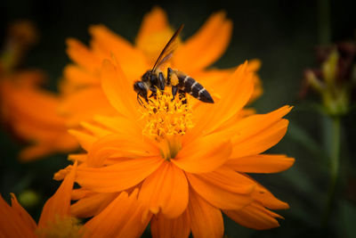 Close-up of insect on flower