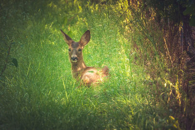 Deer on field