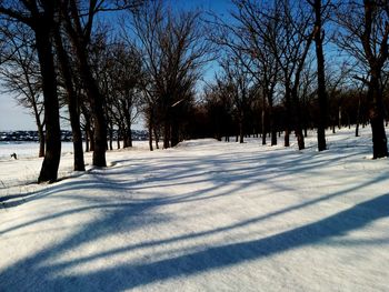 Trees on snow covered landscape