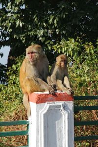 Monkey on tree