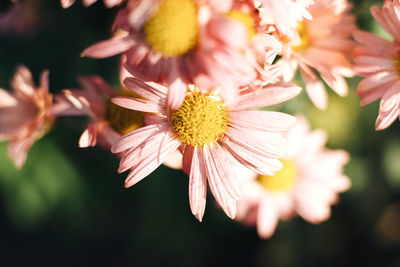 Close-up of yellow flowering plant