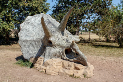 View of animal skull on field