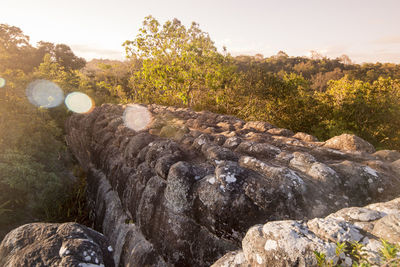 Plants growing on rocks by stream against sky during sunset