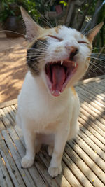 Close-up of cat yawning