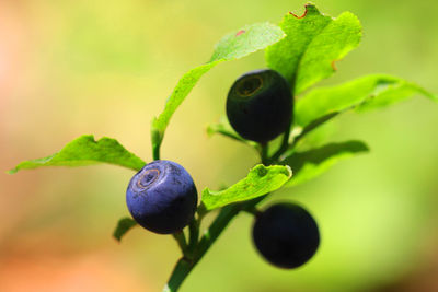Close-up of fruits growing on plant