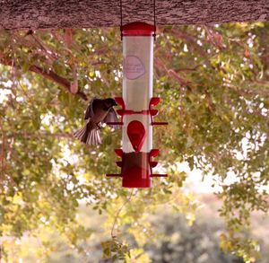 Red bird hanging on tree