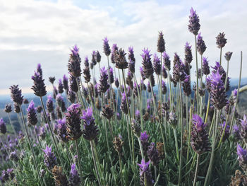 Close-up of purple flowering plants on field against sky