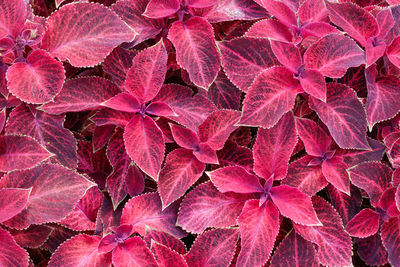 Full frame shot of pink flowers