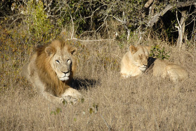 Portrait of lion