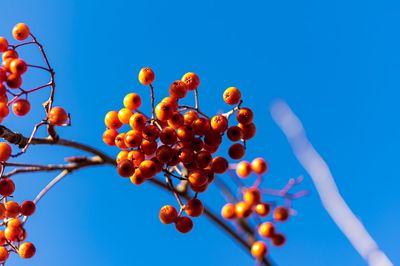 Low angle view of fruits on tree against sky