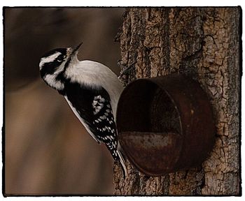 Close-up of bird perching on feeder