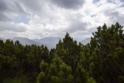 nature