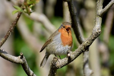 Close-up of robin singing on branch
