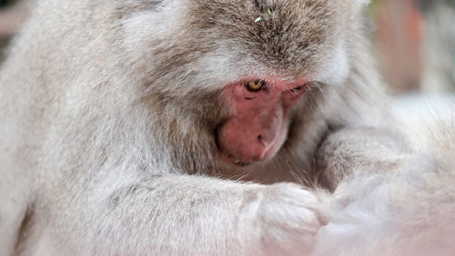 Close-up of monkey